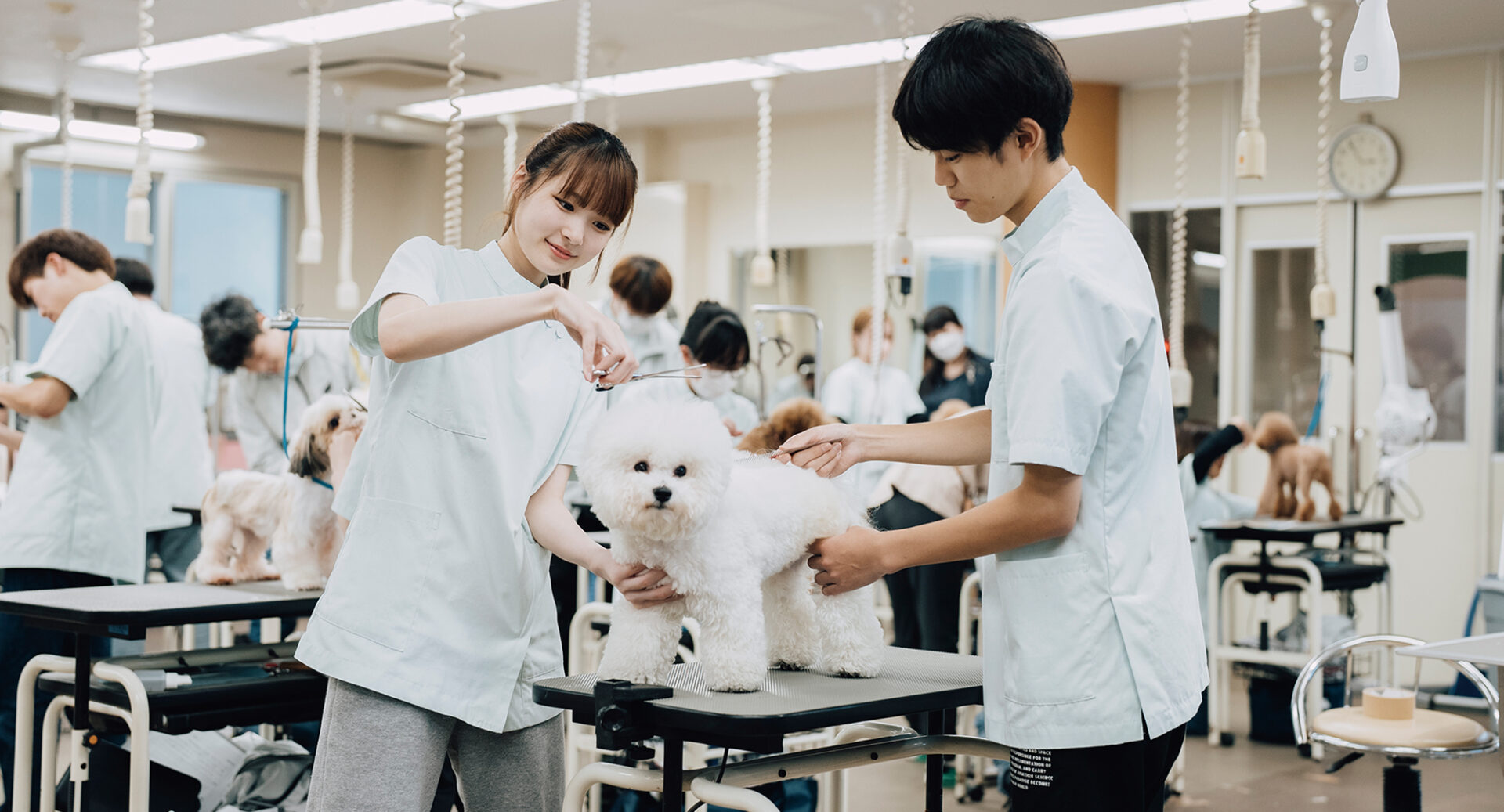 トリミング用具セット 動物用 動物専門学校 楽天市場】トリミングシザー トリミング ハサミ 6点セット ペット 猫